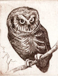an etching of an elf owl